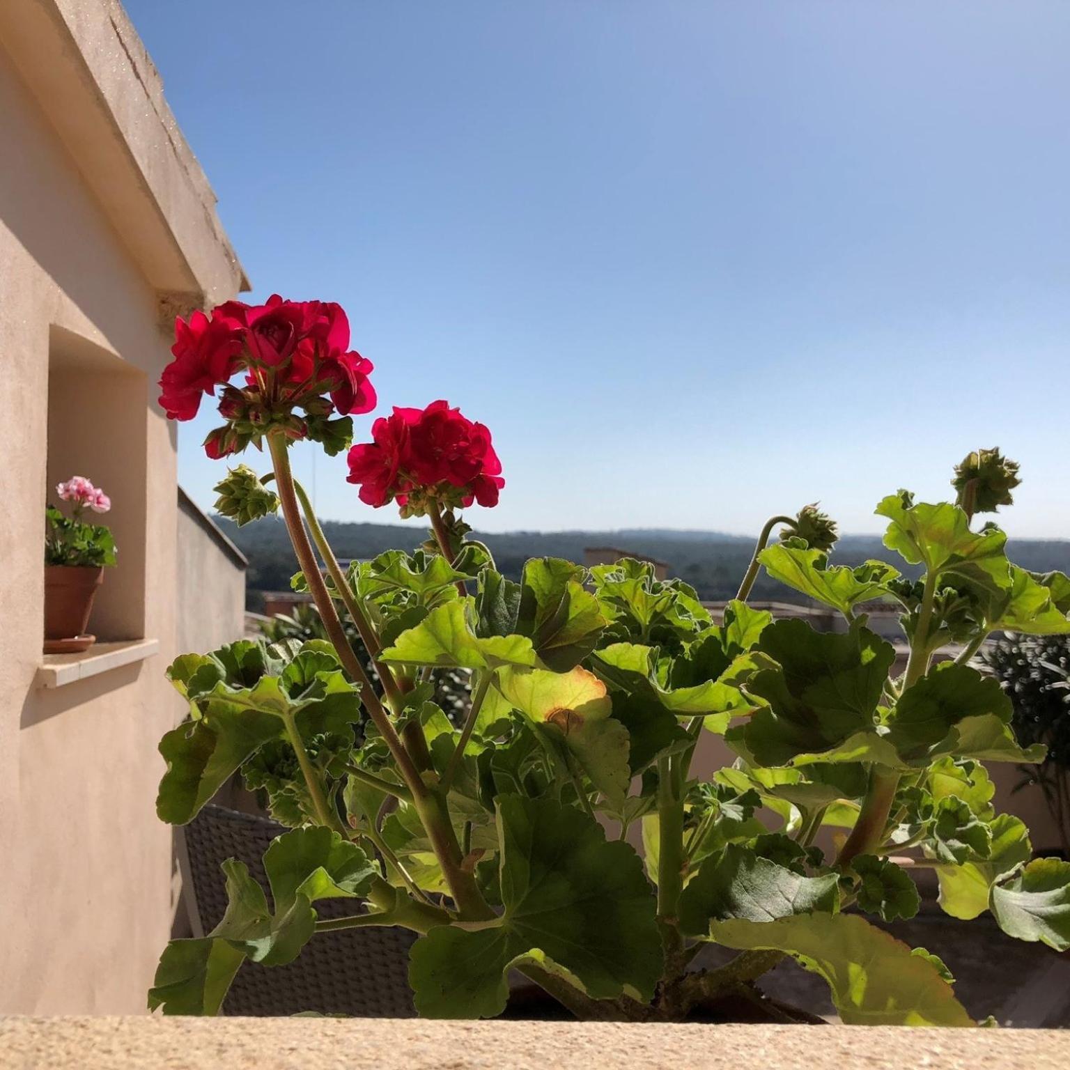 Vista De La Vila - Turismo De Interior. Llubí Rum bild